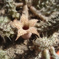 Stapelianthus decaryi