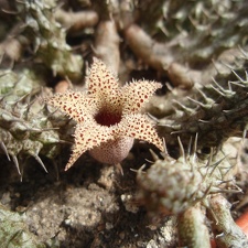 Stapelianthus decaryi