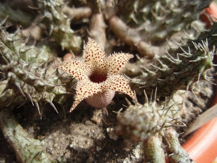 Stapelianthus decaryi