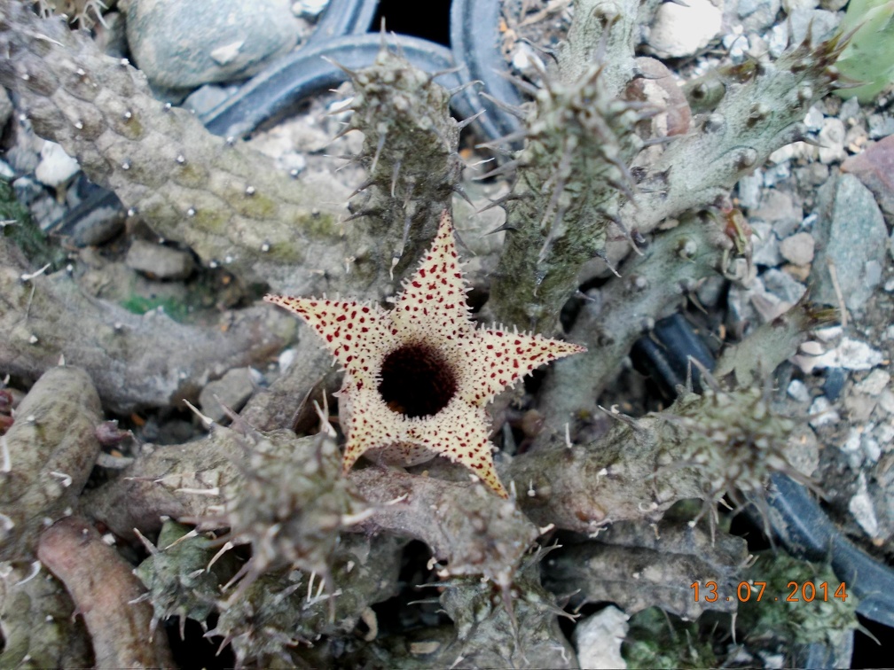 Stapelianthus decaryi 001