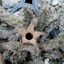 Stapelianthus decaryi 001