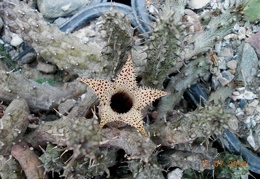 Stapelianthus decaryi 001