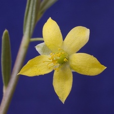 Talinum sp  Marek FG