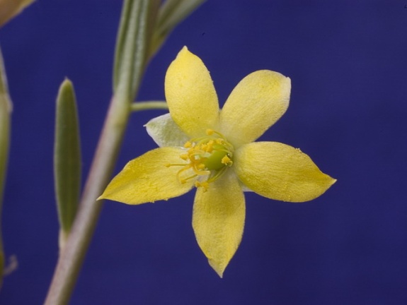 Talinum sp  Marek FG