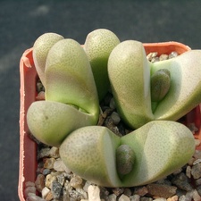 Tanquana hilmarii