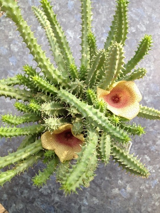 Tavaresia angolensis