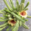 Tavaresia angolensis