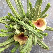 Tavaresia angolensis