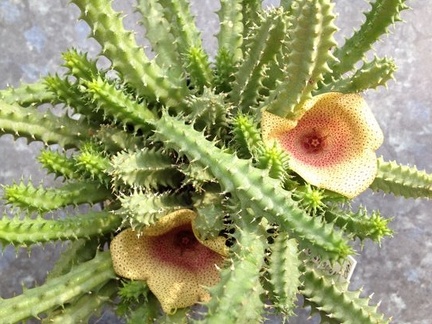 Tavaresia angolensis