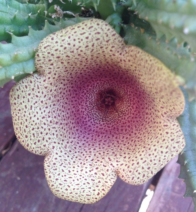 Tavaresia angolensis 001