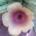 Tavaresia angolensis 001
