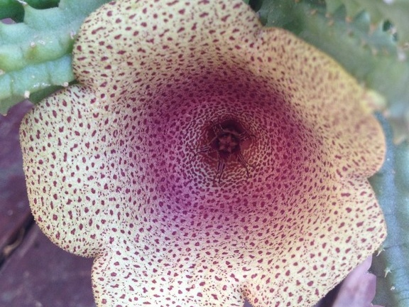 Tavaresia angolensis 001