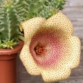 Tavaresia angolensis 002