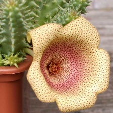 Tavaresia angolensis 002