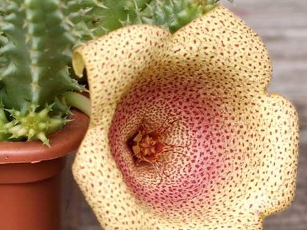 Tavaresia angolensis 002