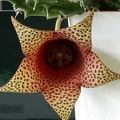 Tavaresia barklyi X Orbea variegata