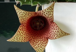 Tavaresia barklyi X Orbea variegata