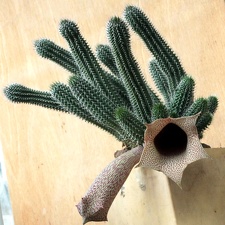 Tavaresia grandiflora