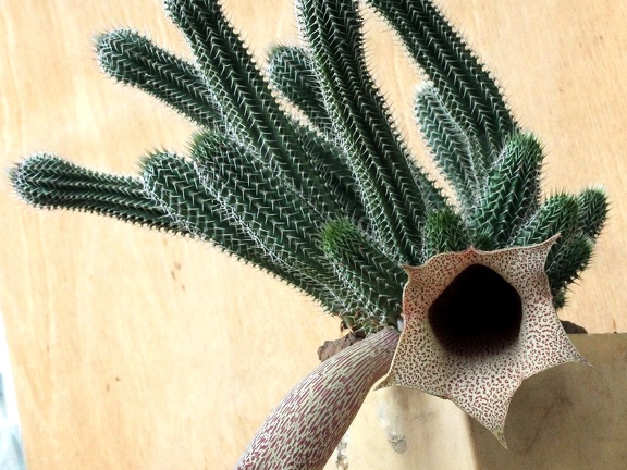 Tavaresia grandiflora