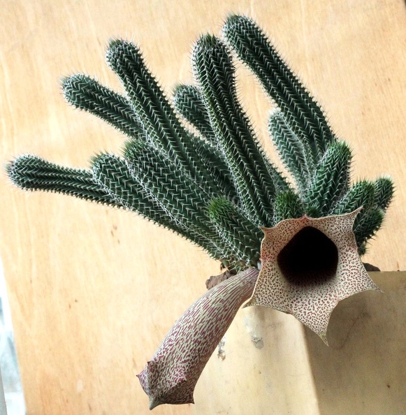 Tavaresia_grandiflora.jpg