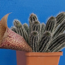 Tavaresia grandiflora 001