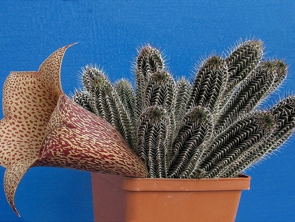 Tavaresia grandiflora 001