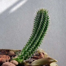 Tavaresia grandiflora Navajo FG