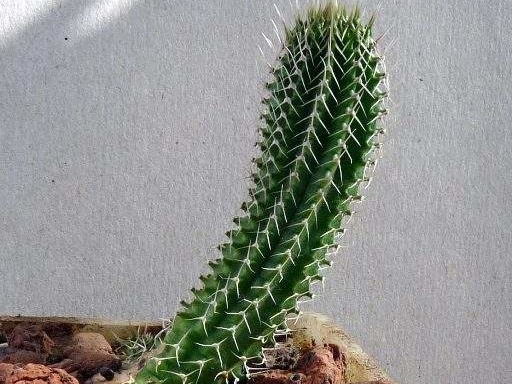 Tavaresia grandiflora Navajo FG