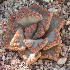 Titanopsis aff. calcarea MG 1870.5