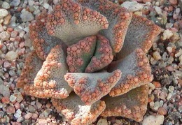 Titanopsis aff. calcarea MG 1870.5
