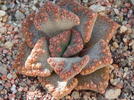 Titanopsis aff. calcarea MG 1870.5