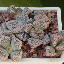 Titanopsis calcarea MG 1870.22