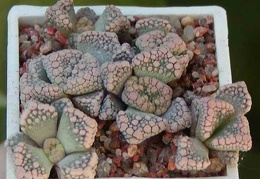 Titanopsis calcarea MG 1870.22