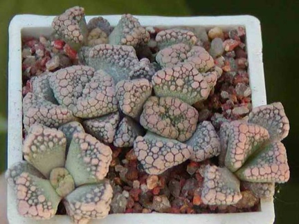 Titanopsis calcarea MG 1870.22