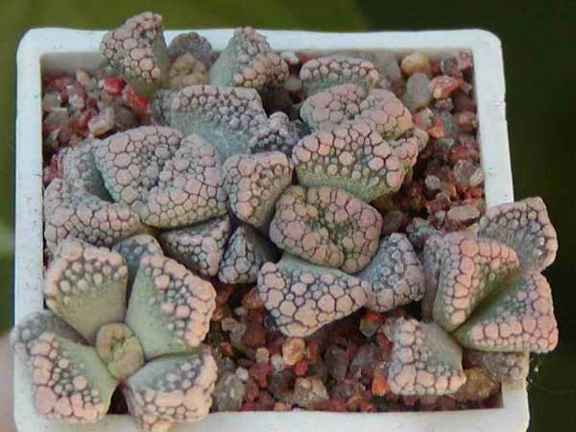 Titanopsis calcarea MG 1870.22