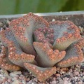 Titanopsis aff. calcarea MG 1870.5