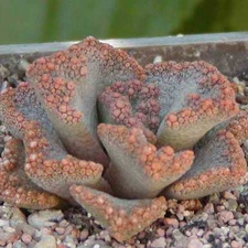 Titanopsis aff. calcarea MG 1870.5