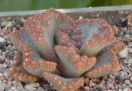 Titanopsis aff. calcarea MG 1870.5