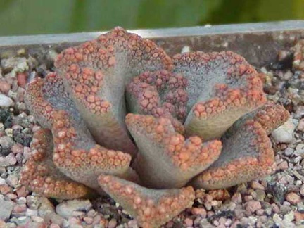 Titanopsis aff. calcarea MG 1870.5