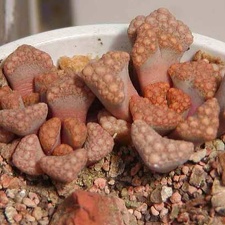 Titanopsis hugo-sсhleсhteri