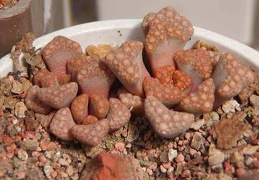 Titanopsis hugo-sсhleсhteri