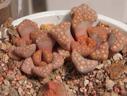 Titanopsis hugo-sсhleсhteri