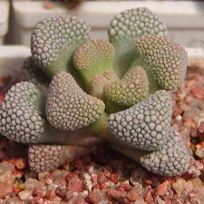 Titanopsis primosii MG 1875
