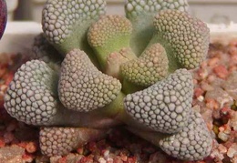Titanopsis primosii MG 1875