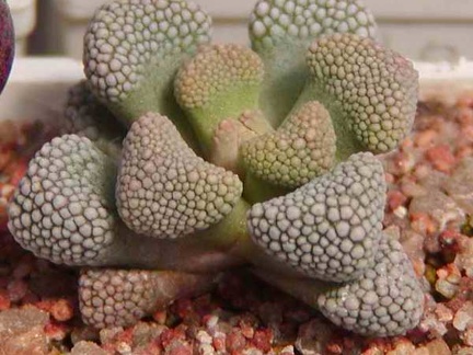 Titanopsis primosii MG 1875