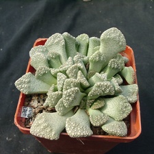 Titanopsis calcarea