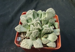 Titanopsis calcarea