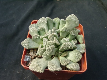 Titanopsis calcarea