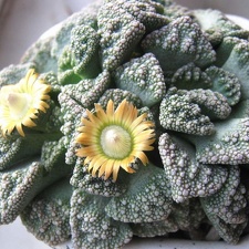 Titanopsis calcarea  B FG