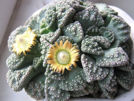 Titanopsis calcarea  B FG